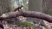 Sophie (4) kennt kein Eichhörnchen: Ein Weckruf für die Naturverbundenheit