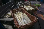Spargelsaison in Brandenburg eröffnet: Preise, Tradition und kulinarische Vielfalt