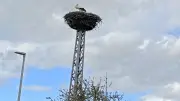 Storch kehrt nach Loitz zurück: Hoffnung auf Nachwuchs nach Nestumsetzung
