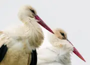 Storchenschmiede in Linum startet mit Führungen und Fotoausstellung in die Saison