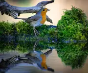 Studie: Heimische Waldgeräusche wirken besonders erholsam auf Menschen