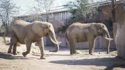 Tierische Frühlingsboten: Niedlicher Nachwuchs in Sachsen-Anhalts Zoos erwartet Besucher