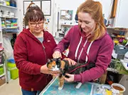 Tierschutz im Burgenlandkreis: Einsatz gegen Katzenleid - Kastrationspflicht für Streuner gefordert
