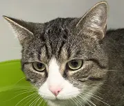 Tierschutz in Zeitz: Kater Findus nach Aussetzung schnell in neues Zuhause vermittelt