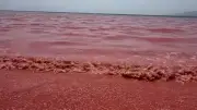 Trauriges Naturphänomen: Leichenteppich färbt Strand im Oman pink
