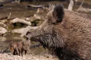 Tschernobyl-Folgen: Wildschweine in Sachsen und Thüringen noch immer radioaktiv belastet