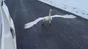 Ungewöhnliches Rennen: Schwan fordert Autofahrer auf isländischer Landstraße heraus