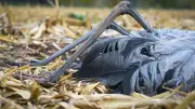 Vogelgrippe treibt Entschädigungskosten der Tierseuchenkasse in Mecklenburg-Vorpommern massiv in die Höhe