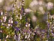 Von Asseln bis Spinnen: So verwandeln Sie Ihren Garten in ein Paradies für Nützlinge
