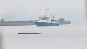 Wal-Rettungsdrama in der Ostsee: Wer hat bei Timmy wirklich das Sagen?