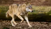 Warnung vor Wolfsattacken: Experte warnt vor Gefahr bei Osterspaziergängen