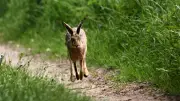 Wenn der Osterhase zum Angreifer wird: Feldhasen in Anklam und ein kurioser Vorfall