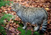 Wildkatzen in Brandenburg: BUND warnt vor falscher Hilfe für Jungtiere