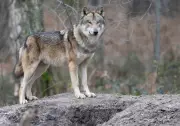 Wolfsangriff in Hamburg: Standort des ausgewilderten Tiers bleibt geheim
