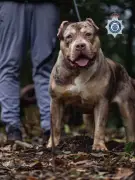 XL-Bully beißt 84-Jährigen zu Tode: Besitzer zu 12 Jahren Haft verurteilt