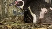 Zoo Rostock jubelt über flauschigen Pinguin-Nachwuchs im Polarium