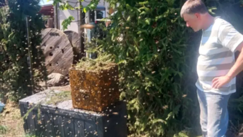 20.000 Bienen versetzen Familie in Angst: Imkerpräsident hilft