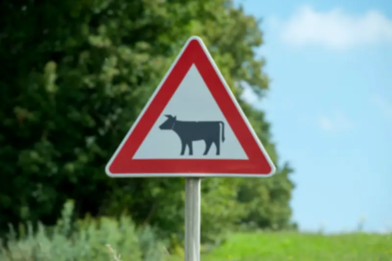 Ausgebüxte Kuh in Haselbachtal erschossen