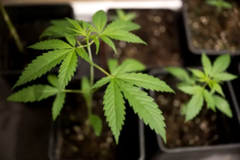 Cannabis-Prävention: Neues Projekt für Schüler in MV