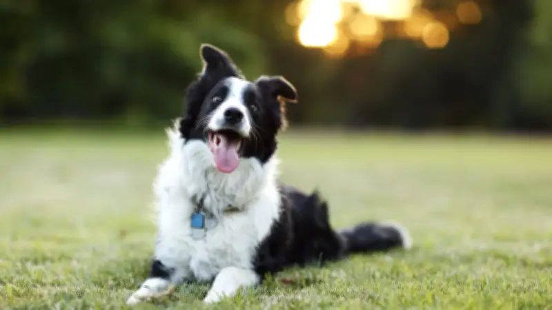 Exotische Frucht: So viel Mango darf der Hund wirklich fressen