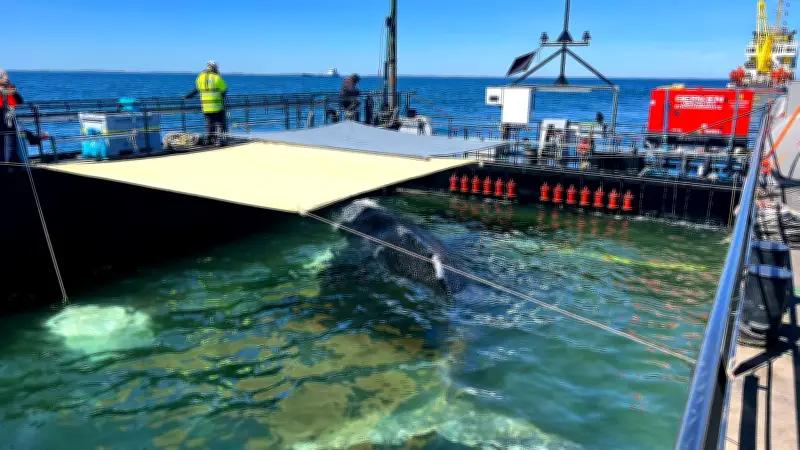 Experten befürchten Tod des Ostsee-Wals: Rätsel um Buckelwal