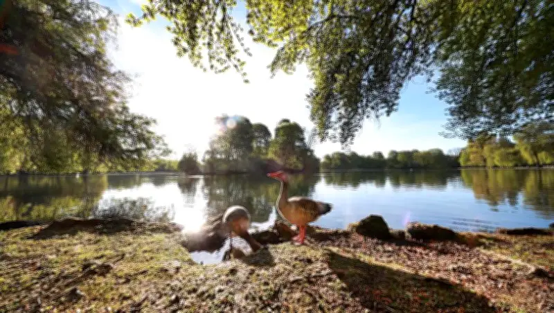 Fotograf entdeckt entzückende Baby-Gänse am Kleinhesseloher See