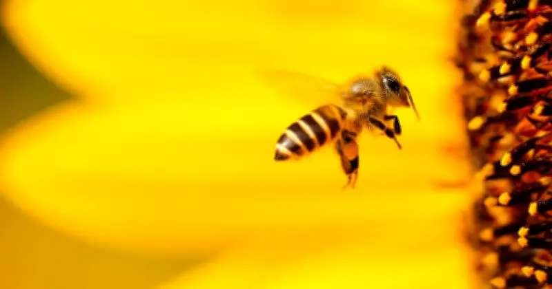 Garten in Bienenparadies verwandeln: Tipps vom Imker