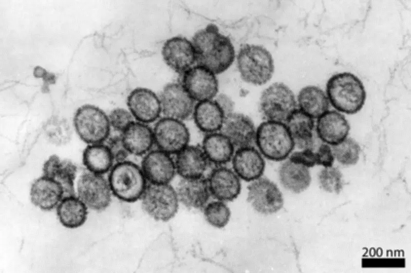 Hantavirus-Ausbruch auf Kreuzfahrtschiff: Drei Tote im Atlantik