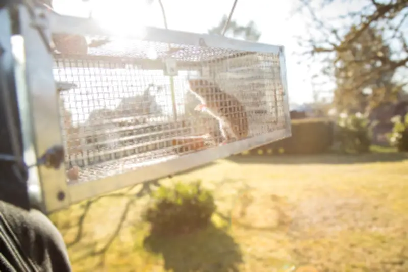 Hantavirus: Infektionsrisiko durch Nager und Staub minimieren