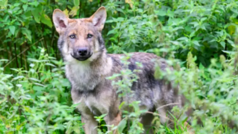 Jäger berichtet von Wolfssichtungen nahe der B96 in Mecklenburg
