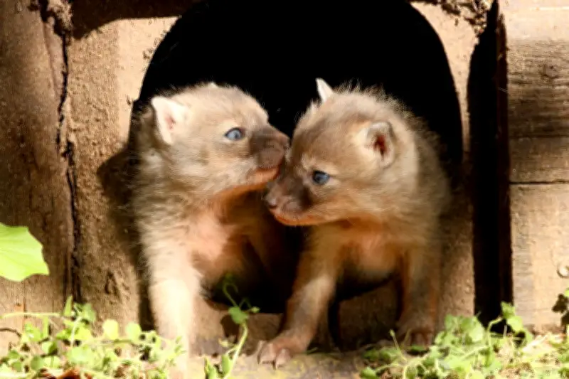 Korsak-Nachwuchs im Chemnitzer Tierpark erkundet Gehege