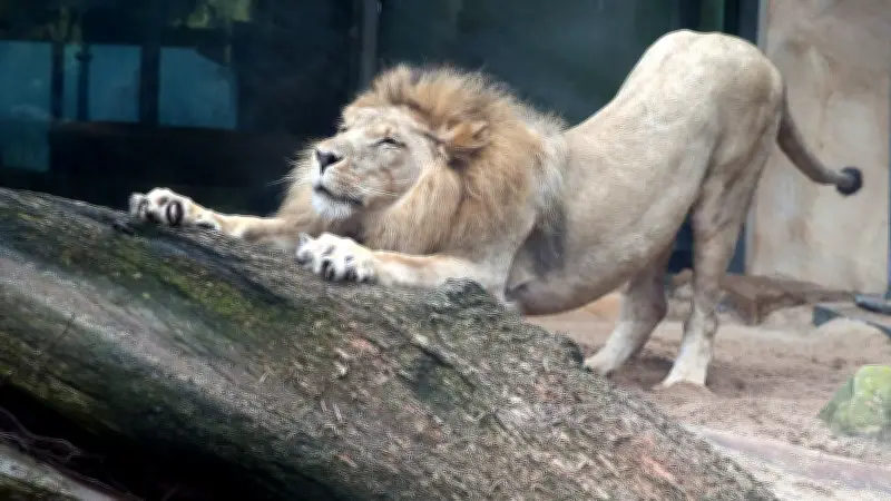 Löwe Akinda verlässt Bergzoo Halle und findet neues Zuhause in Rostock