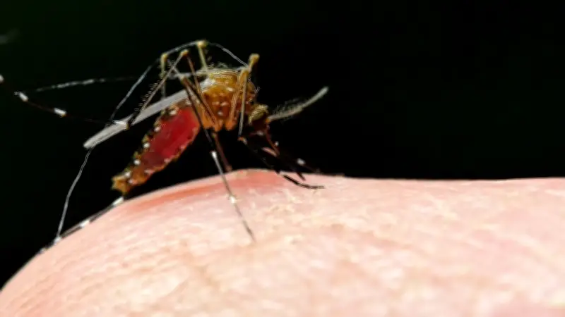 Mückenplage im Sommer: Warum die Insekten nicht ausgerottet werden können