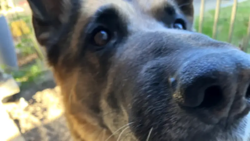 Mein dementer Hund: Wenn der alte Freund zum Stiesel wird