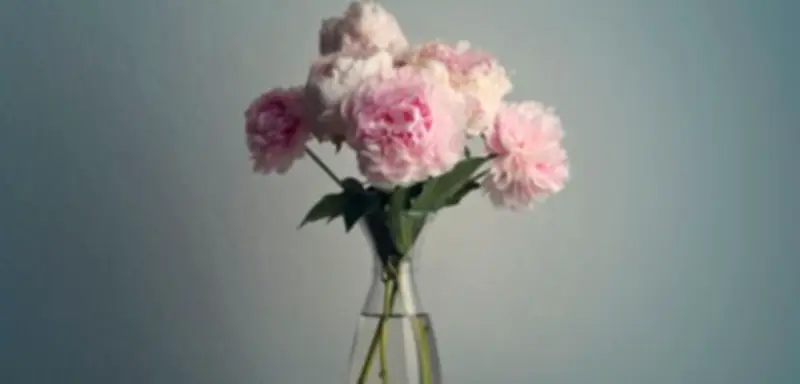 Pfingstrosen statt Rosen: Fünf Gründe für die bessere Wahl