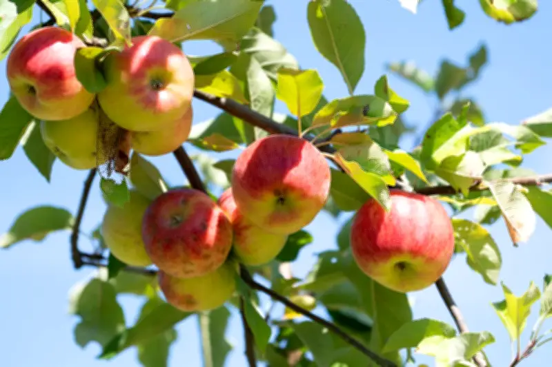 Streuobst im Unterricht: Förderung für Naturbildungsprojekte