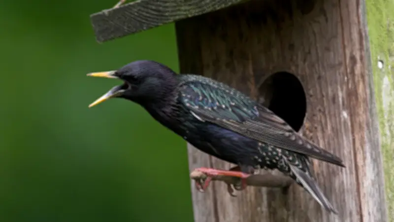 „Stunde der Gartenvögel“: Helfer in Aschersleben gesucht