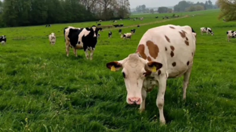 Weideaustrieb auf Biohof: 400 Kühe stürmen ins Freie