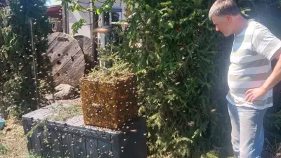 20.000 Bienen versetzen Familie in Angst: Imkerpräsident hilft