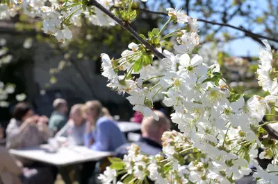 Baumblütenfest in Werder: Zehntausende Besucher bei 147. Auflage
