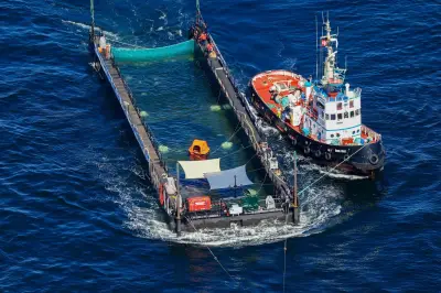 Buckelwal nach Rettungsaktion in der Nordsee freigelassen