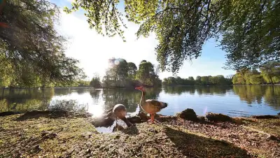 Fotograf entdeckt entzückende Baby-Gänse am Kleinhesseloher See