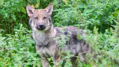 Jäger berichtet über Serie von Wolfsbegegnungen nahe der B96