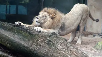 Löwe Akinda verlässt Bergzoo Halle und findet neues Zuhause in Rostock