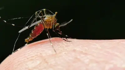 Mückenplage im Sommer: Warum die Insekten nicht ausgerottet werden können
