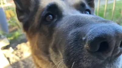 Mein dementer Hund: Wenn der alte Freund zum Stiesel wird
