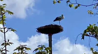 Neuer Storchenhorst in Frankleben: Adebar am Geiseltalsee