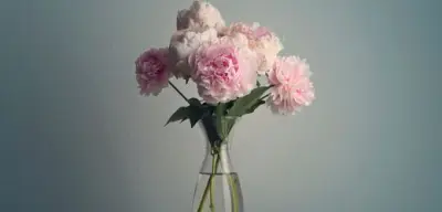 Pfingstrosen statt Rosen: Fünf Gründe für die bessere Wahl