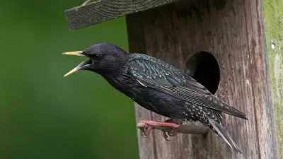 „Stunde der Gartenvögel“: Helfer in Aschersleben gesucht