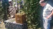 20.000 Bienen versetzen Familie in Angst: Imkerpräsident hilft